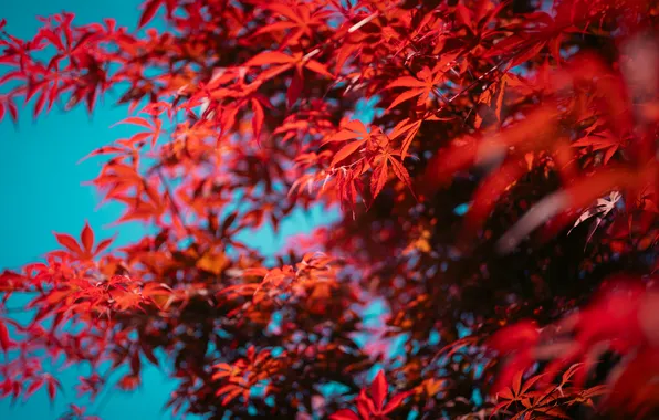 Autumn, leaves, tree