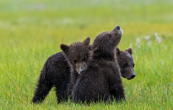 Grass, rain, bear, bears, three, bears, trio, wet