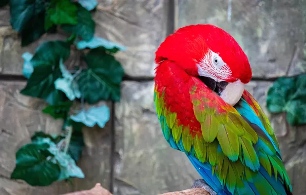 Leaves, red, pose, wall, bird, parrot, bricks, Ara