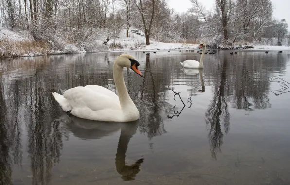 Winter, water, snow, birds, nature, pair, swans