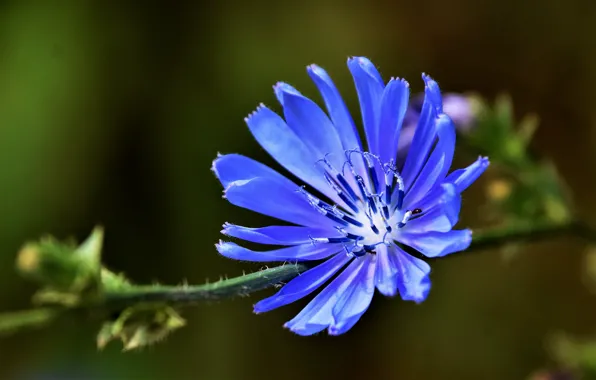 Picture macro, petals, Chicory