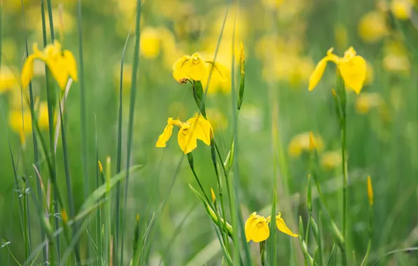 Picture greens, flowers, yellow, glade, stem, bokeh, iris