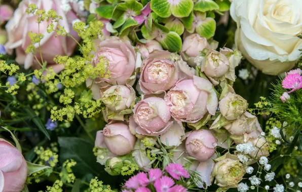 Drops, macro, flowers, roses, bouquet, pink, white, buds