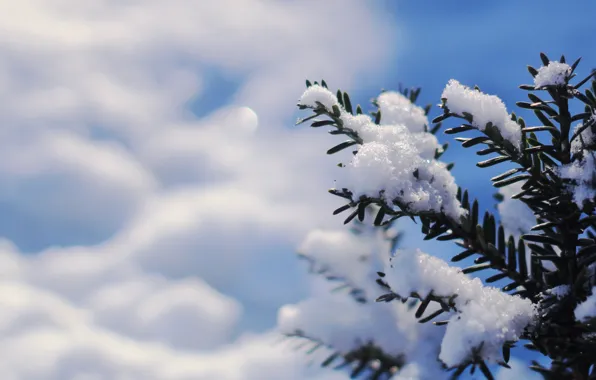 Winter, snow, pine, twig