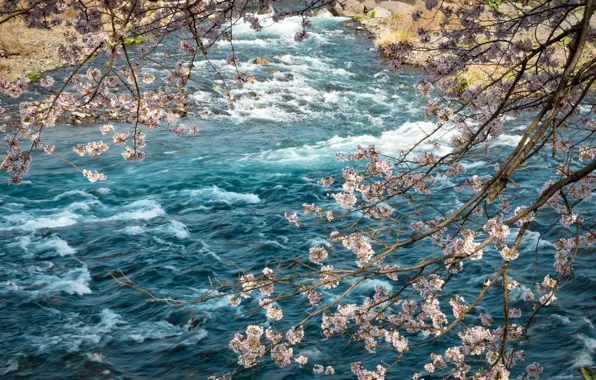 Branches, river, spring, Sakura, flowering, river, pink, blossom