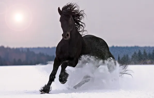 Picture winter, animals, snow, horse, black