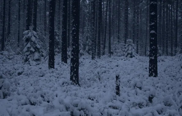 Winter, forest, snow, trees, nature, Niklas Hamisch