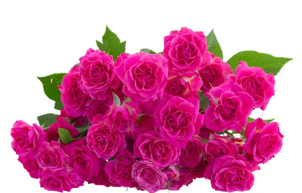 Flowers, flowers, leaves, leaves, pink roses, pink roses