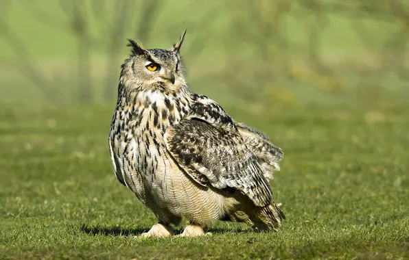 Grass, owl, owl