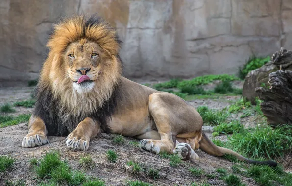 Leo, king, zoo