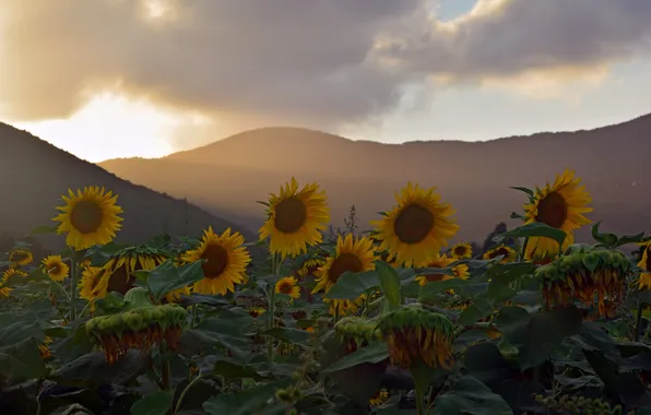 Sunflowers, sunset, nature