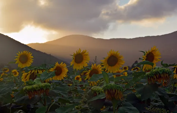 Picture sunflowers, sunset, nature
