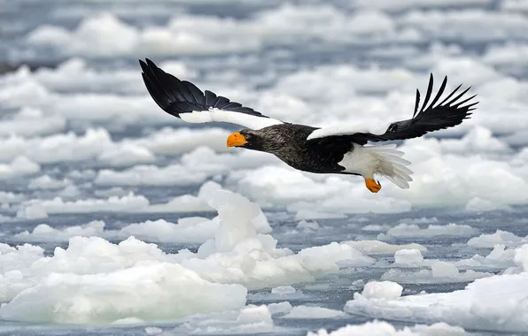 Ice, flight, bird, wings, beak