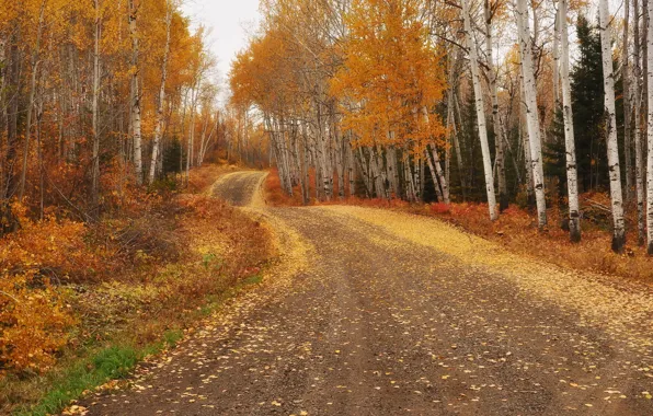 Picture road, autumn, birch