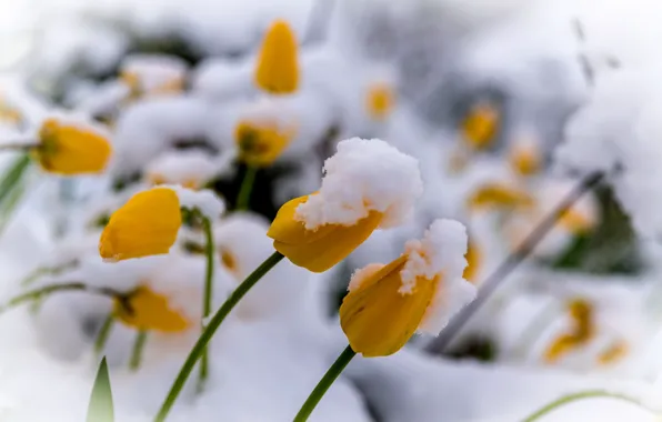 Picture snow, flowers, tulips