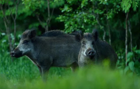 Greens, forest, look, face, trees, foliage, pair, boar