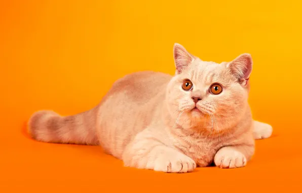 Cat, cat, look, pose, lies, orange background, British, yellow eyes