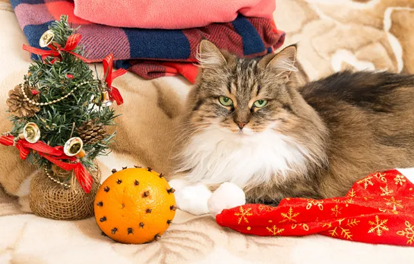 Cat, cat, look, pose, things, orange, Christmas, bed