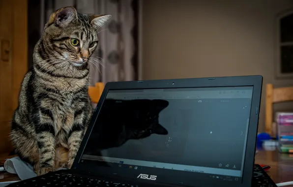Cat, cat, look, laptop, Kota
