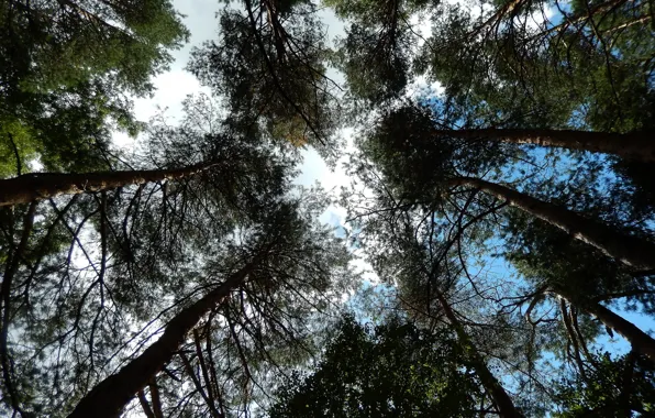 Picture the sky, clouds, Wallpaper, pine