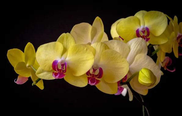 Picture Orchid, Phalaenopsis, the dark background