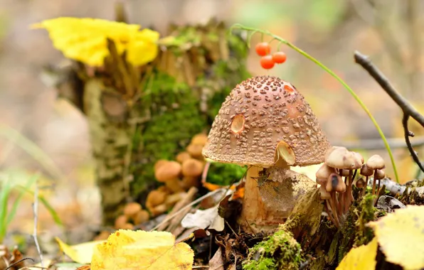 Nature, mushrooms, Amanita pantherina