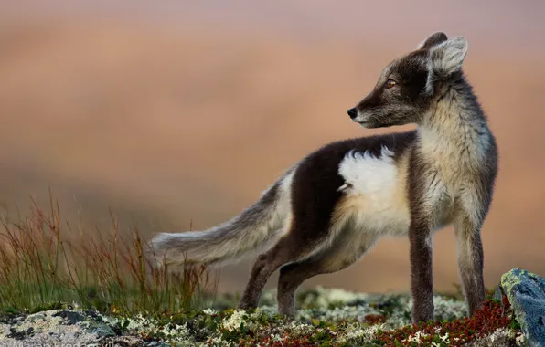 Nature, Fox, Fox