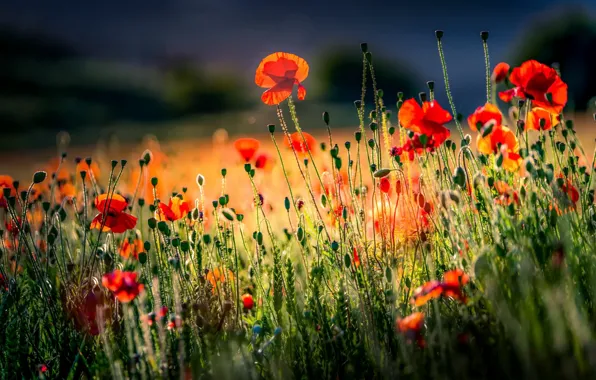 Picture field, summer, Maki