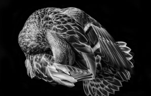 Picture background, bird, feathers, art