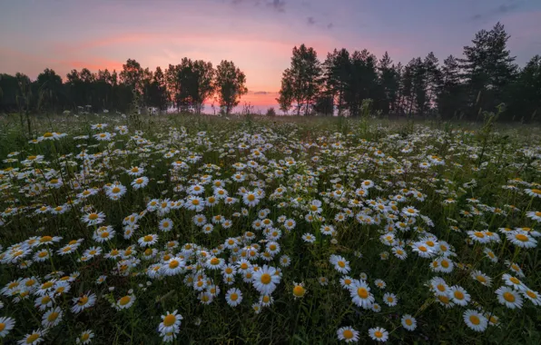 Picture field, summer, the sky, trees, sunset, flowers, glade, chamomile