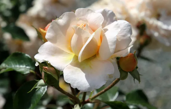 White, light, roses, petals