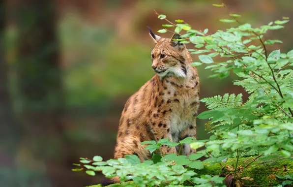 Leaves, branches, predator, lynx, wild cat