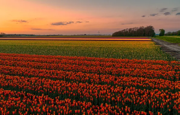 Forest, the sky, flowers, dawn, spring, dal, morning, space