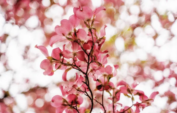 Flowers, branches, spring, flowering, dogwood