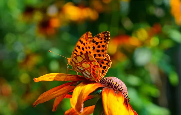 Picture Macro, Spring, Butterfly, Flower, Flower, Spring, Macro, Butterfly