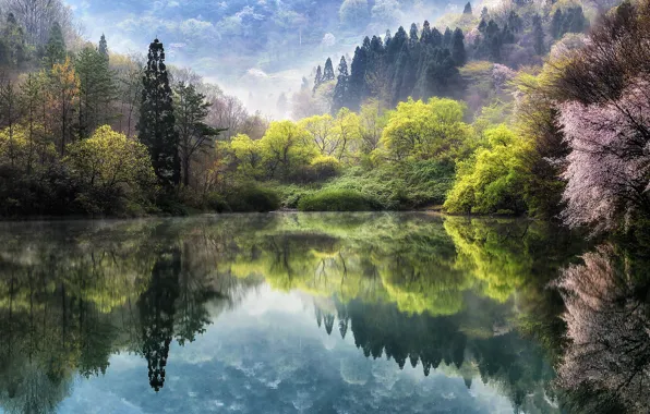 Flowers, nature, fog, lake, spring, Sakura, haze, Korea