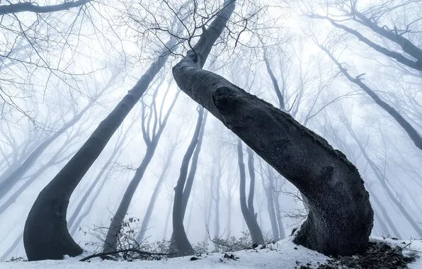 Winter, forest, snow, trees, branches, nature, fog, trunks