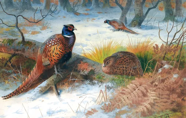Winter, Trees, Snow, Birds, Picture, Pheasants, Archibald Thorburn, Archibald Thorburn,