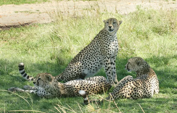 Picture grass, cats, stay, shadow, cheetahs, Trinity