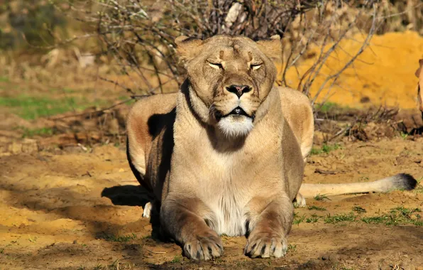 Cat, the sun, stay, lioness