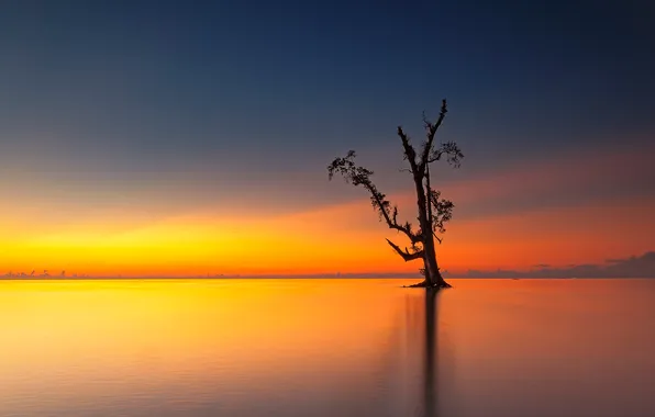Picture the sky, lake, tree, glow