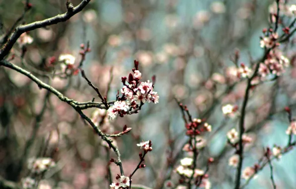 Nature, spring, garden