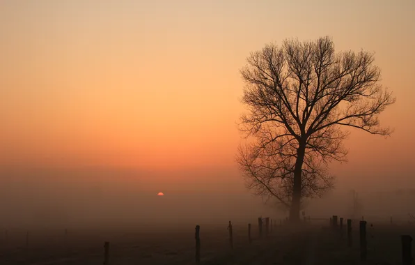 Trees, sunset, nature, fog, the fence