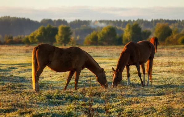 Field, autumn, forest, grass, horses, horse, pasture, pair