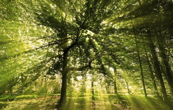 FOREST, The SUN, GREENS, LEAVES, LIGHT, BRANCHES, VEGETATION, RAYS