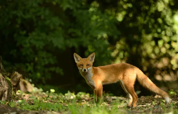 Greens, forest, look, light, nature, pose, foliage, Fox