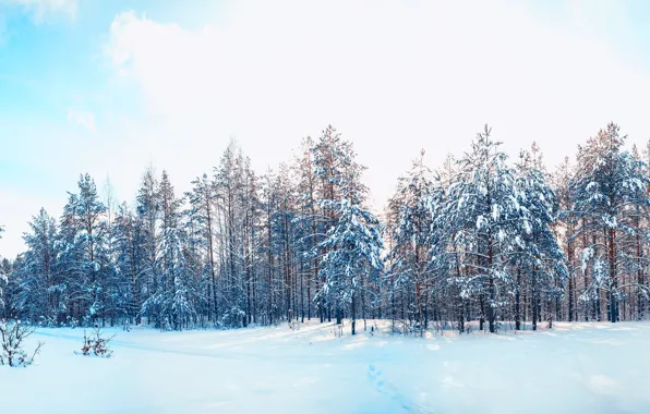 Winter, forest, the sky, snow, trees, landscape, nature, pine