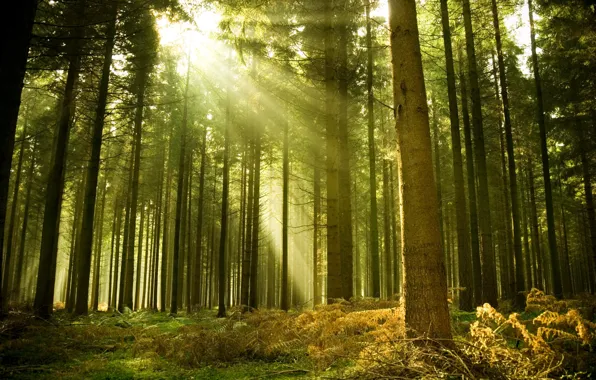Picture landscape, nature, mood