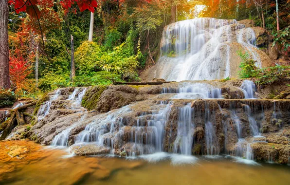 Picture forest, trees, landscape, nature, waterfall, stream