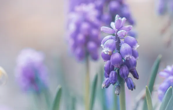 Macro, flowers, blur, spring, haze, blur, inflorescence, lilac